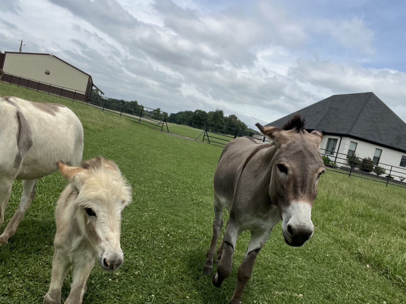 Two donkeys together on the farm