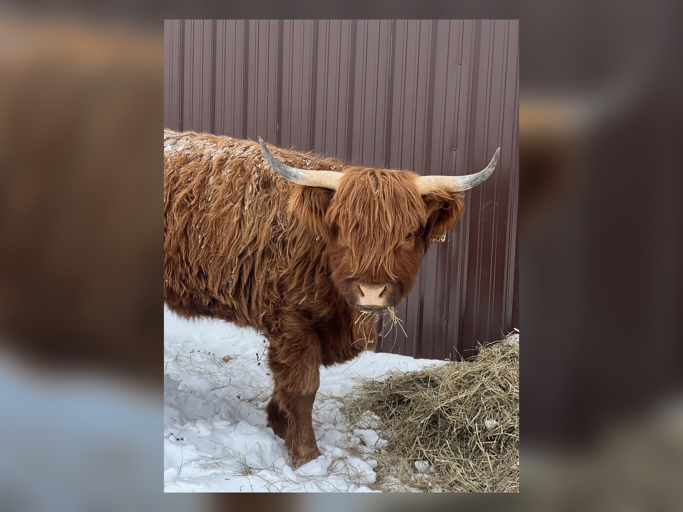 Maggie eating hay in the snow