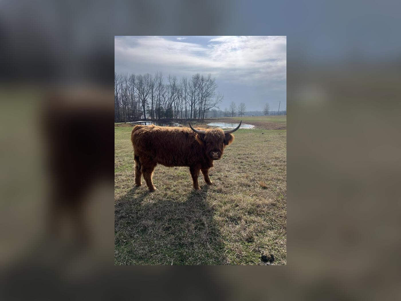 Maggie standing in the pasture