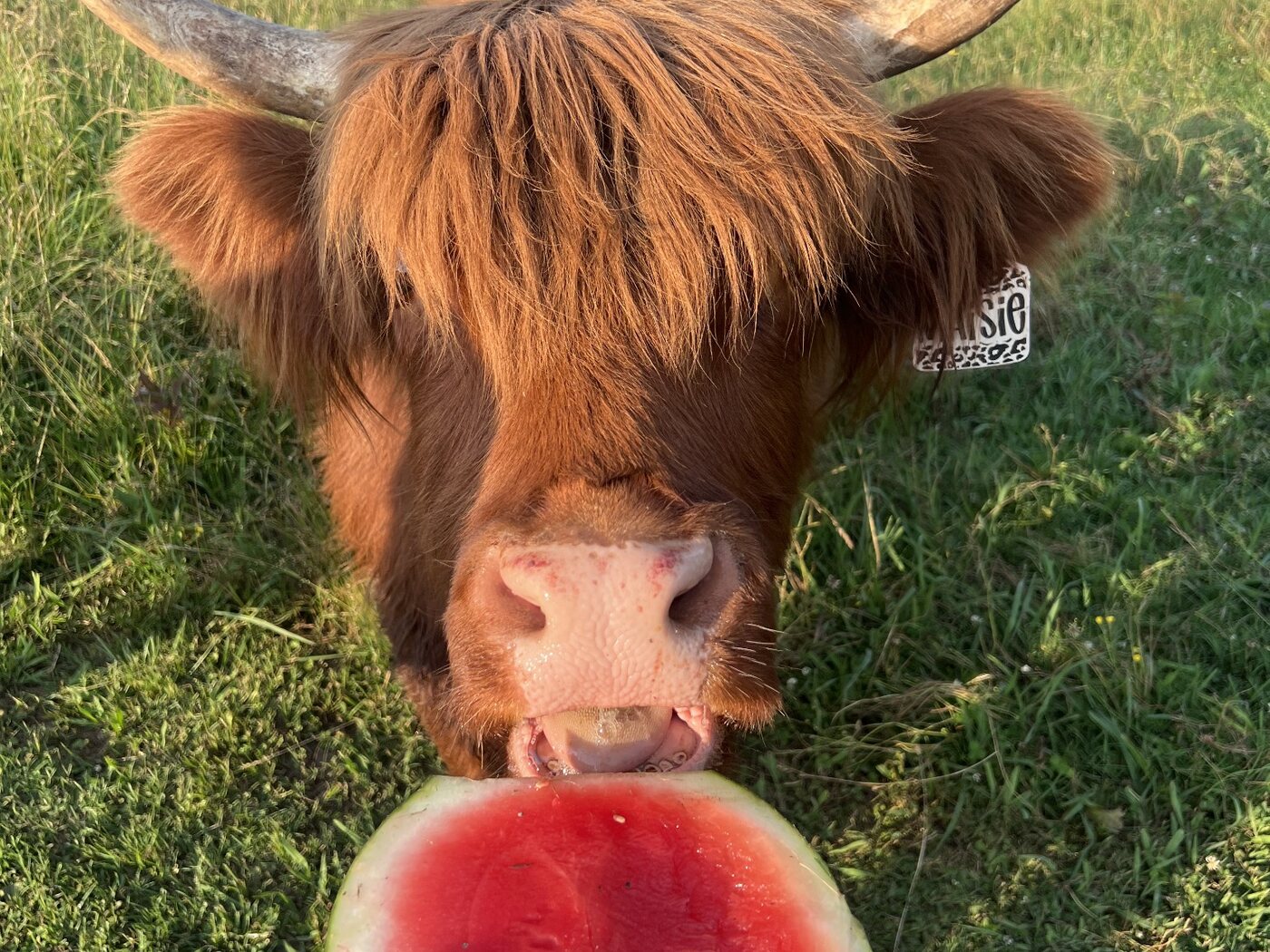 Maisie enjoying watermelon