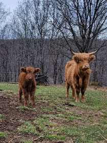 Maisie's red Highland dam