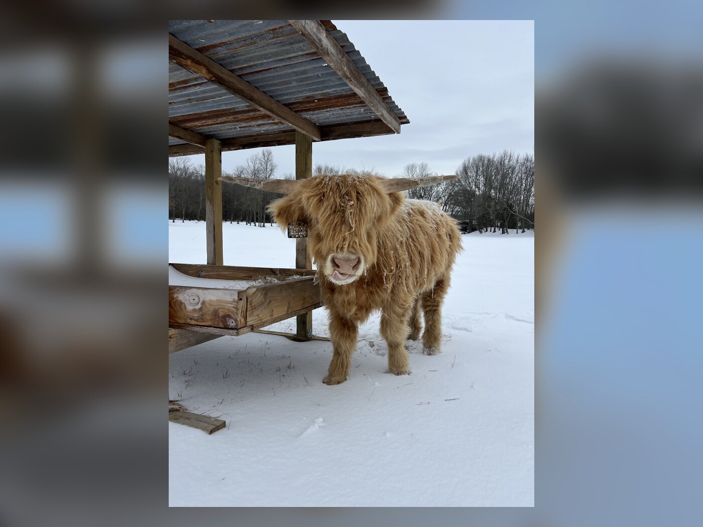 Waylon standing beside the shelter in the snow