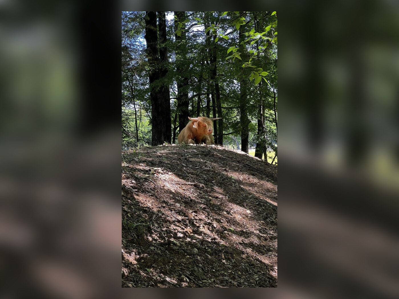 Waylon keeping watch from the woods