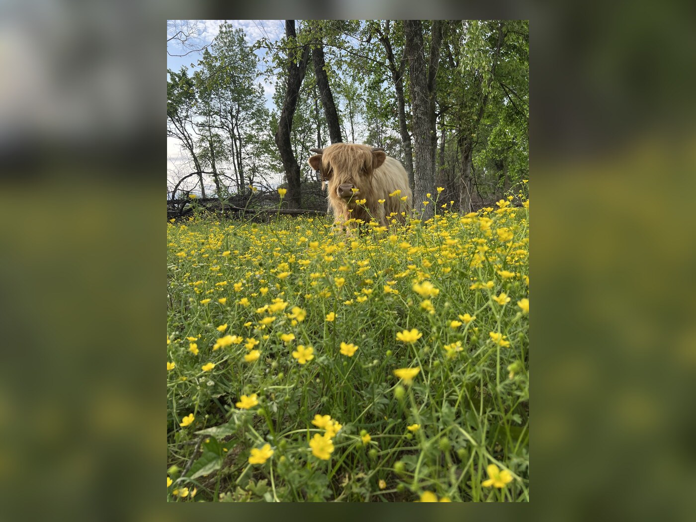Waylon standing among yellow flowers